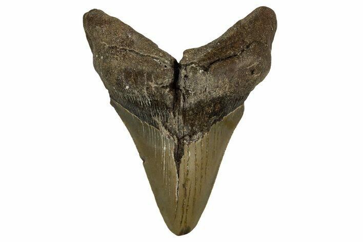 Bargain, Fossil Megalodon Tooth - North Carolina #328006